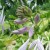 Detail of Hosta Buds Detail of Hosta Buds