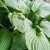 Dark Green Hosta Foliage Dark Green Hosta Foliage