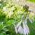 Hosta Loving the Cooler Shade Hosta Loving the Cooler Shade