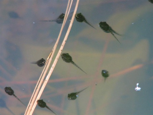Bronze frog tadpoles, around a pine needle. They are still small, but you can see a mouth and eyes.