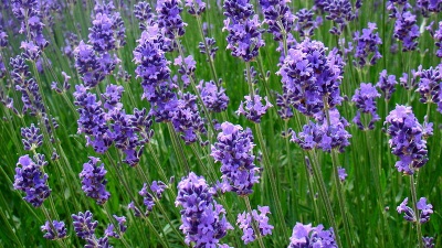 Lavender  3, hardy, evergreen perennial, aromatic, needs dryer soil