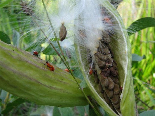 Asclepias viridis seeds, ready to fly and immature orange Milkweed Bugs.