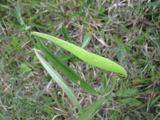 Asclepias longifolia seed pod.