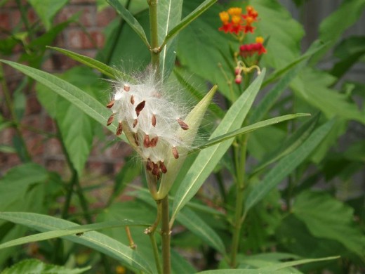 Asclepias curassavica seeds are easy to grow.