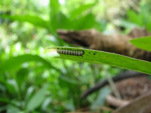 Small caterpillar begins to eat milkweed.
