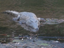 http://s4.hubimg.com/u/5152875_f248.jpg