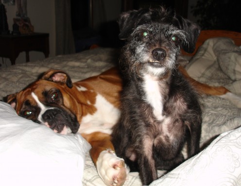 Missy and Snaggle tooth Zeke.  He had a one sided underbite that always cracked me up.
