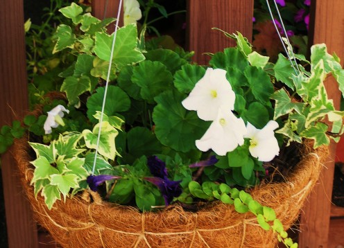 Combination Hanging Basket: Midnight Lantern. Glacier Ivy, Lysmachia (Creeping Jenny), White Petunia, Purple Petunia and Geranium (not currently blooming) will brighten any outdoor entryway.