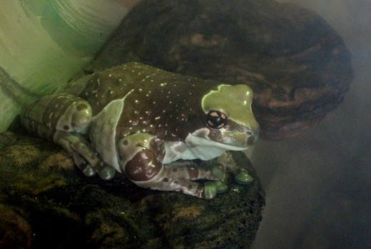 Amazon Milk Frog - Native to South America