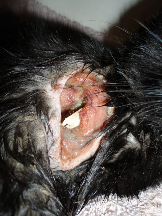 Close up image of Remington's flesh wound