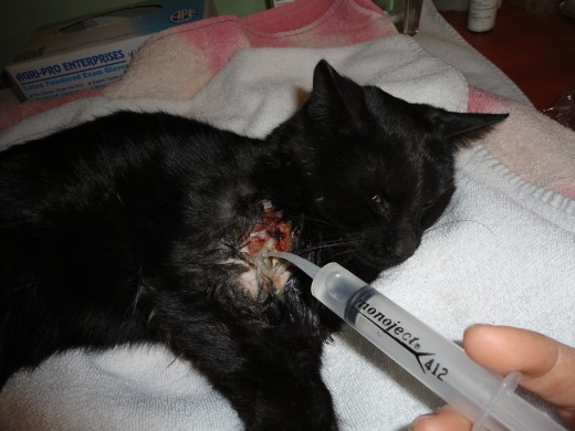 Image of Remington getting his wound cleaned