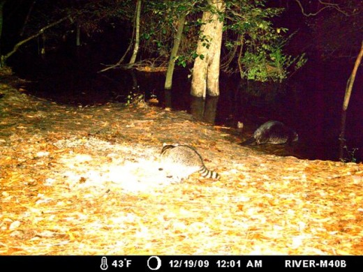 Beaver enters the water.