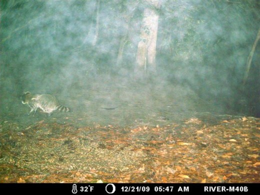 Fog sets in.