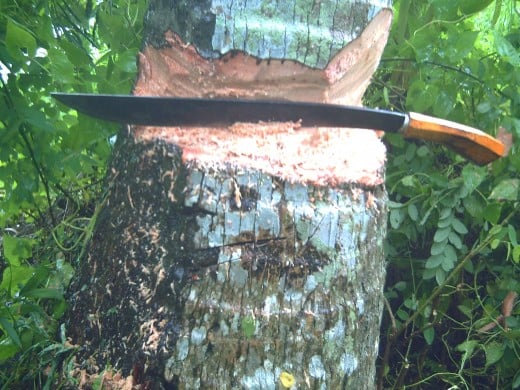 Cutting a coconut tree by using a bolo takes an hour to complete (Photo by Travel Man)