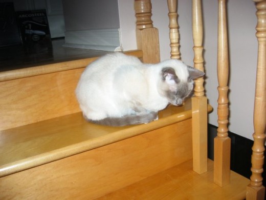This is a cat.