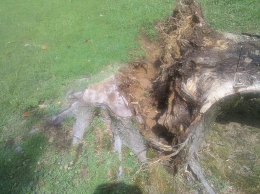 Part of the trunk was cut down a couple months ago. Did it kill the tree? State Farm Insurance claims that a "limb" was cut down. In actuality, half the tree was cut from the stump, weakening the tree. Part of the trunk was cut down a couple months ago. Did it kill the tree? State Farm Insurance claims that a "limb" was cut down. In actuality, half the tree was cut from the stump, weakening the tree.