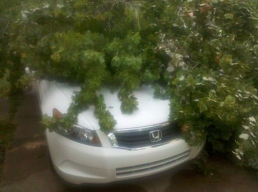 Honda is okay but is the homeowner responsible for a tree that belongs to someone else? Honda is okay but is the homeowner responsible for a tree that belongs to someone else?