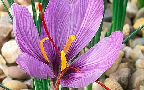 saffron crocus in flower