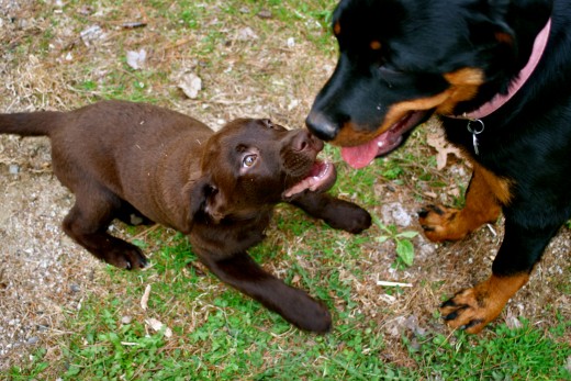 Puppies playing