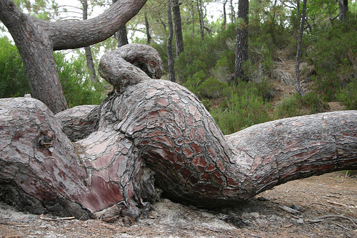 Detail of the snake pine trunk.