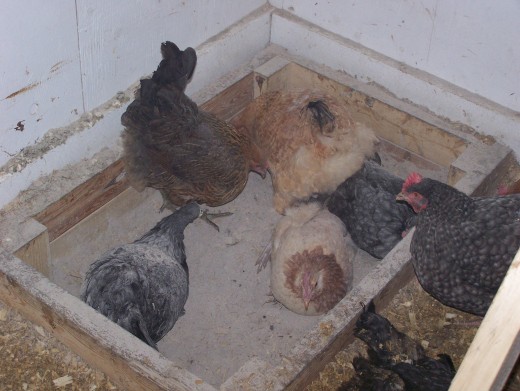 Euskal Oiloas, Wheaten Penedsencas, Cuckoo Marans & Black Sumatra hens dust bathing in a wood ash dust box.