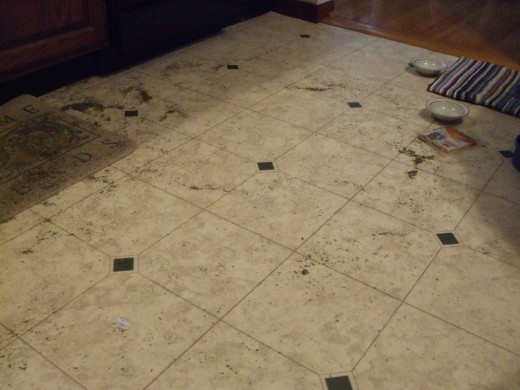 WHAT is all over the kitchen floor !?!?!  Dried, green, miniature grasslike bits....catnip!