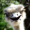 LightXpressions profile image