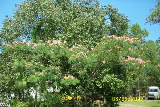 Mimosa tree in bloom