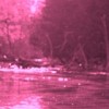 Cocoa Fly Fishes profile image