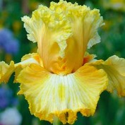 Lucy Thomas profile image