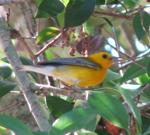 Prothonotary male with what looks like a spider in his bill.