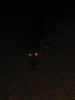 http://s2.hubimg.com/u/5174185_f248.jpg