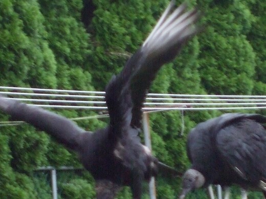 See the birds?  See the clothesline behind?  These are vultures - just imagine what their droppings will look like.