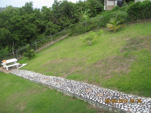 The plum tree on slight slope 