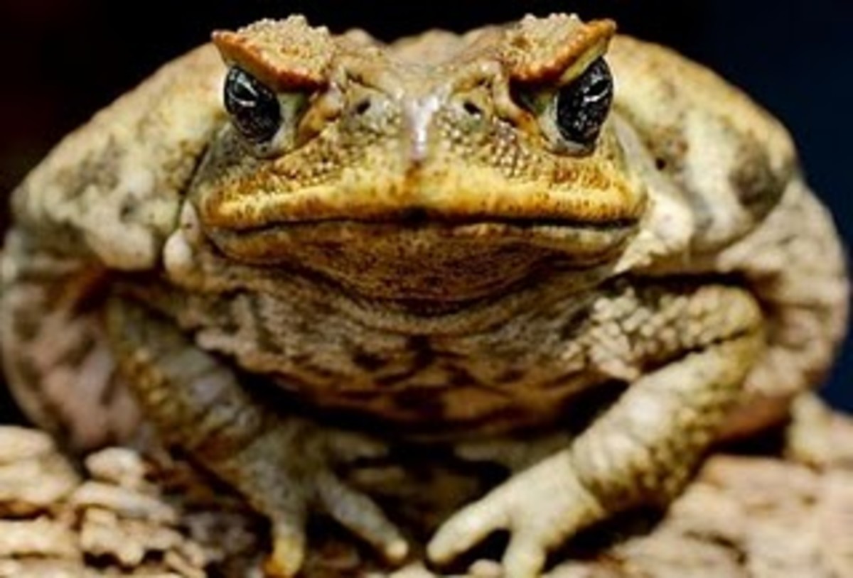 Death of a toad essay