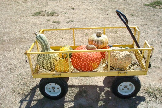 Collection of pumpkins and gourds, from the Apple Orchard