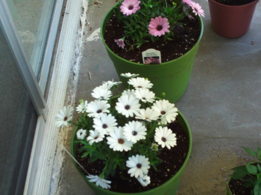 White and purple osteospermum flowers.