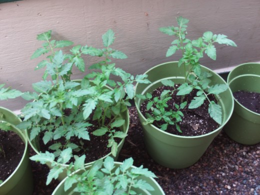 Potting tomatoes in containers is easy since you can control the process.