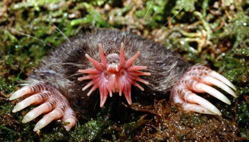 Stanley the Star Nosed Mole