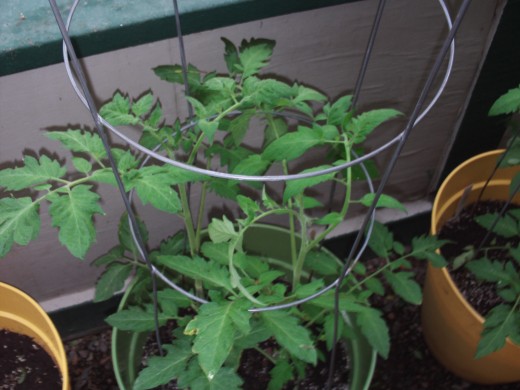 The tomato plant is climbing up the cage placed in the container.