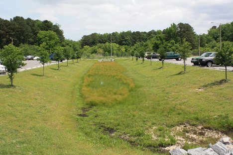 Grassy Drainage Area