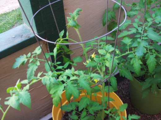 You have to arrange the tomato branches as they scale up the cage.