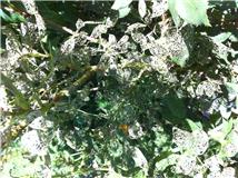 Yesterday, these used to be leaves on my rosebush.