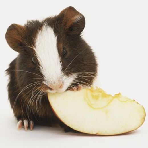 Clipping Your Guinea Pigs Nails