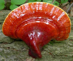 Ling Zhi mushroom