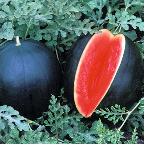 The Lulawissie Black Ball Melon