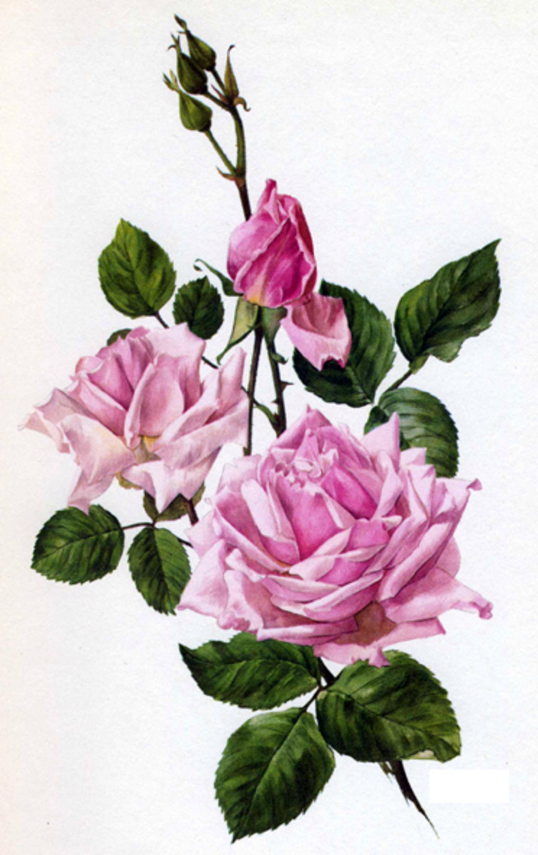 Rose Flowers Vintage Rose Image Collection | HubPages
