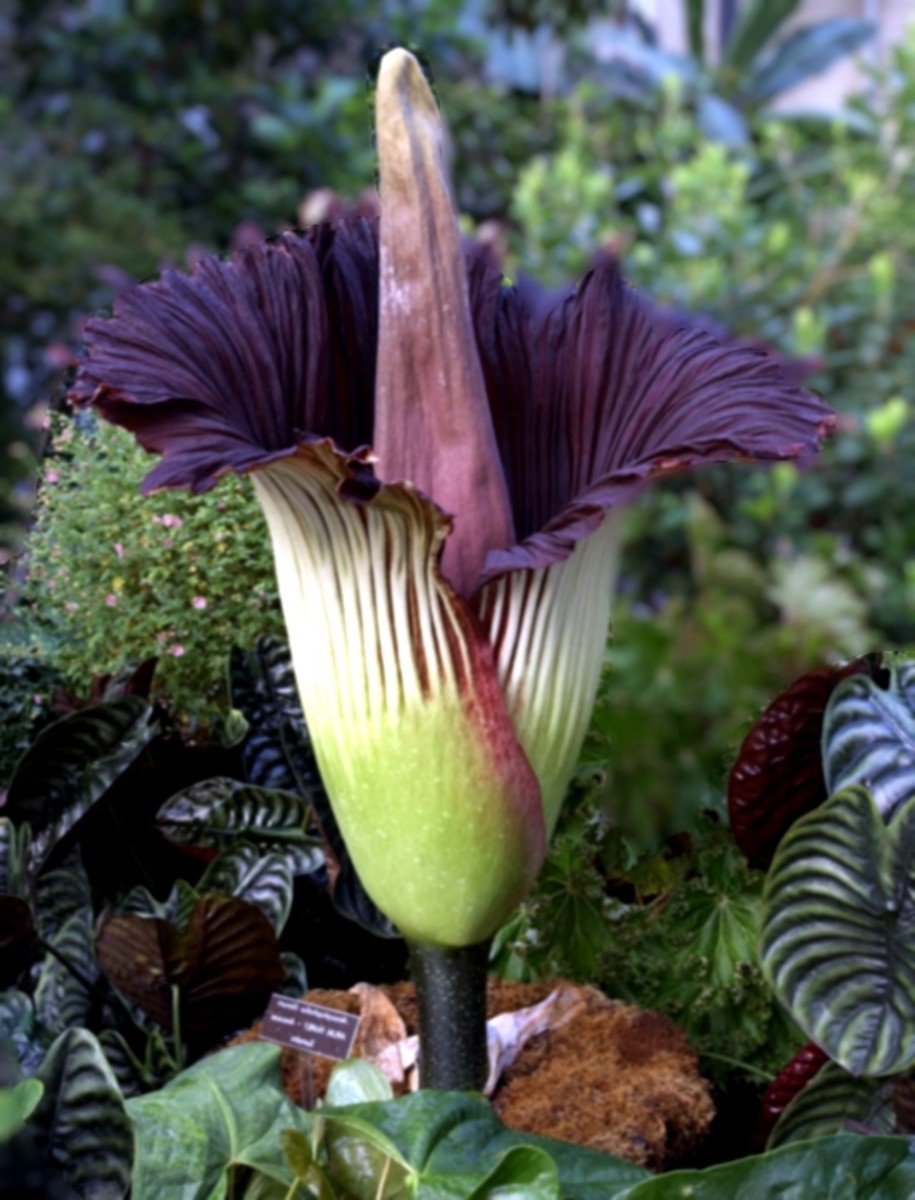 Top 10 Rarest Flower Types In The World Unusual Plant - vrogue.co