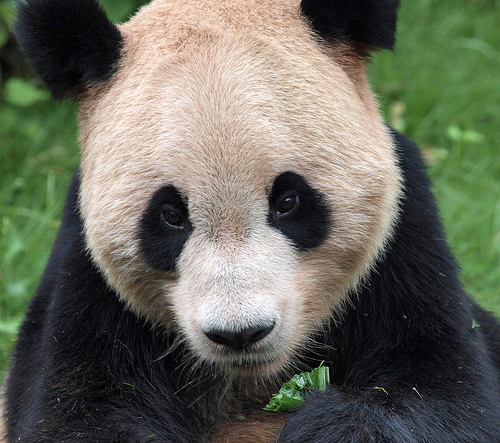 A little green for Panda.