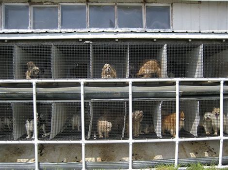 This is what a Puppy Mill can look like.